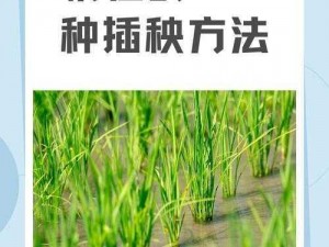 夫妻之间的 100 种插秧法：提升夫妻生活质量的必备秘籍