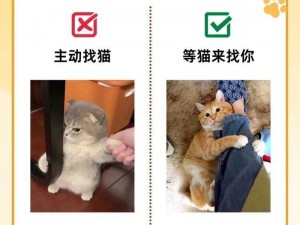 如何让猫咪可人儿更亲近你？