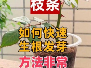 72 种 45 分钟法式扦插方式浙江，快速生根，成活率高的优质月季苗