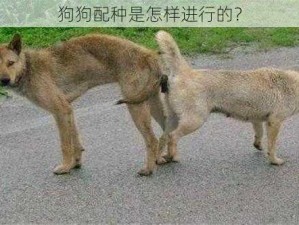 狗狗配种是怎样进行的？