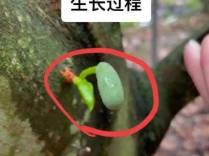 菠萝蜜免费入口 5——一款功能强大的视频播放 APP，拥有海量视频资源，界面简洁，操作方便