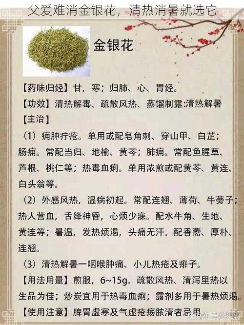 父爱难消金银花，清热消暑就选它