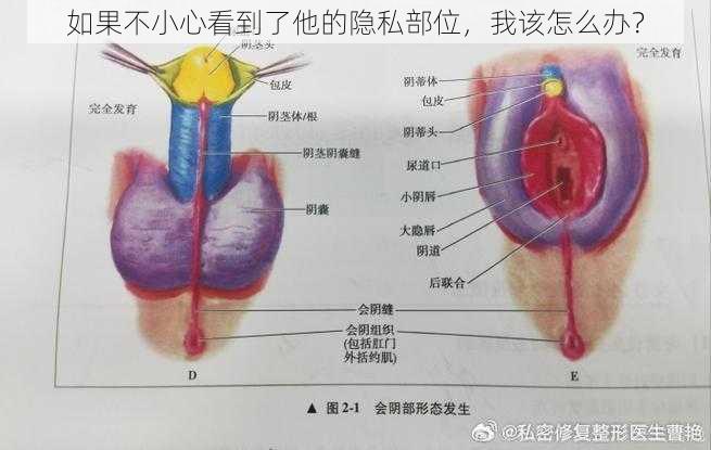 如果不小心看到了他的隐私部位，我该怎么办？