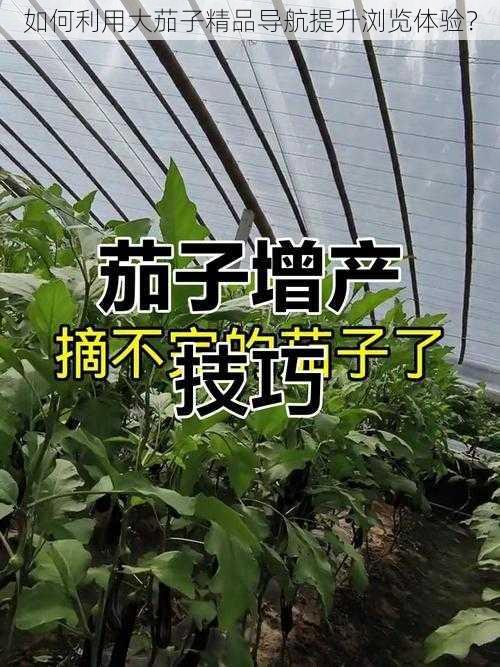 如何利用大茄子精品导航提升浏览体验？