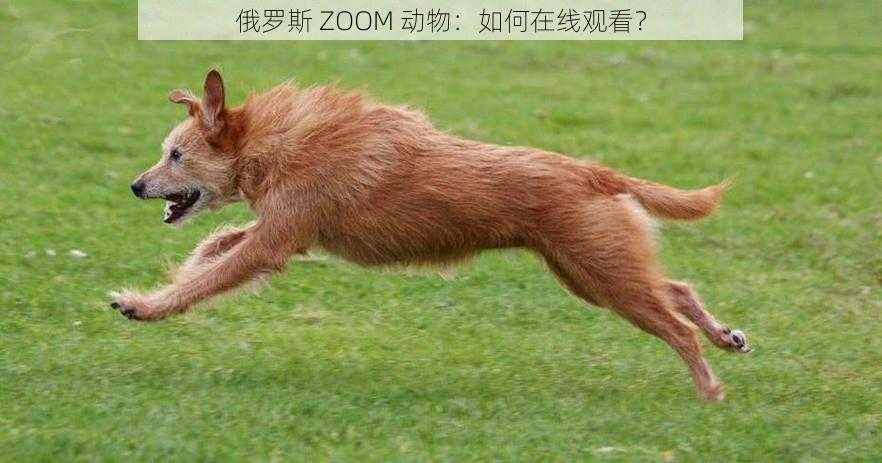 俄罗斯 ZOOM 动物：如何在线观看？