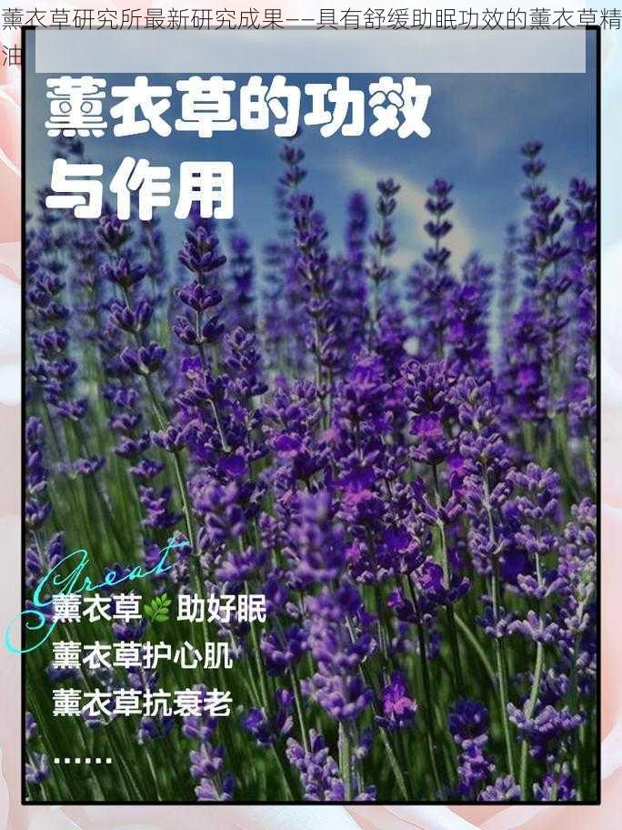 薰衣草研究所最新研究成果——具有舒缓助眠功效的薰衣草精油