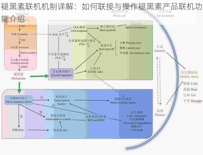 褪黑素联机机制详解：如何联接与操作褪黑素产品联机功能介绍