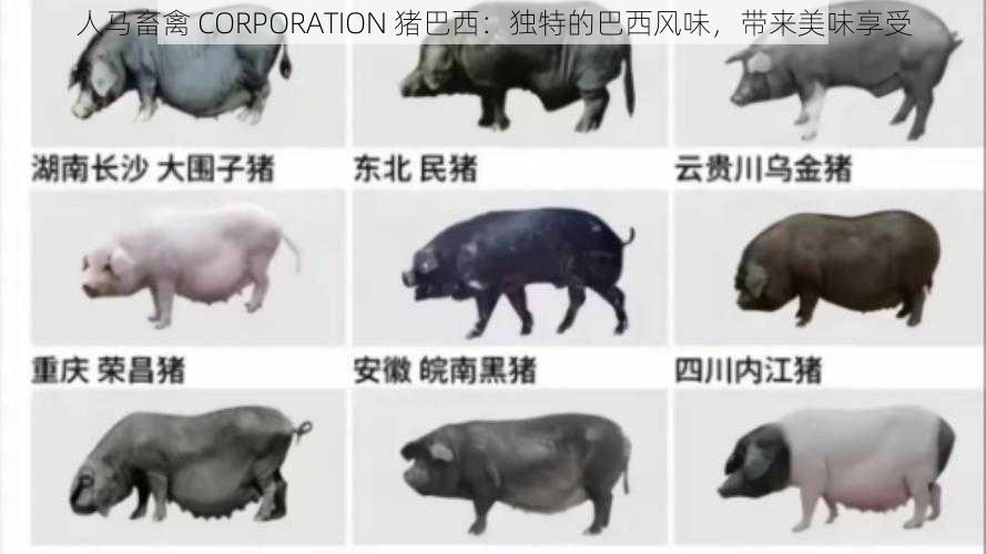 人马畜禽 CORPORATION 猪巴西：独特的巴西风味，带来美味享受